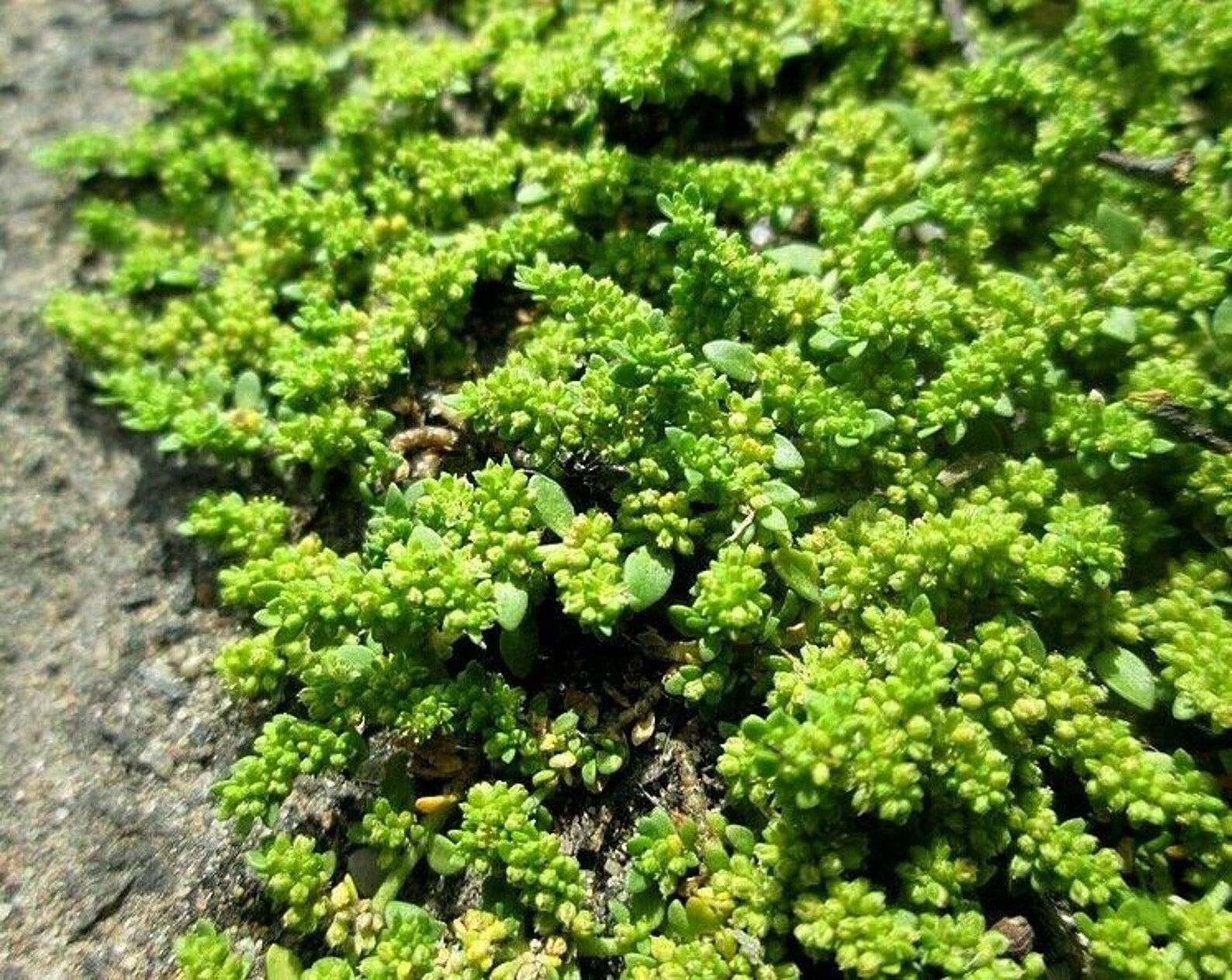 GREEN CARPET Rupturewort Herniaria Glabra Ground Cover 20 Etsy