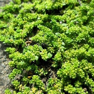 GREEN CARPET Rupturewort Herniaria Glabra Ground Cover 10 Seeds