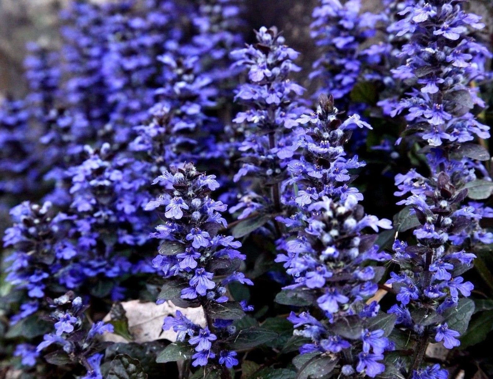 BUGLE Ground Cover Perennial AJUGA REPTANS Groundcover Etsy