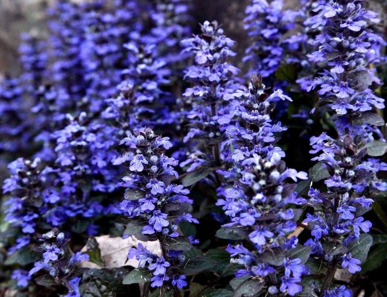 Bugle Ground Cover Perennial Ajuga Reptans Groundcover Bugleweed 20 Seeds