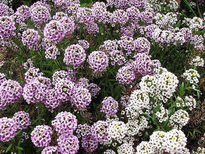 Mix Colors SWEET ALYSSUM Fragrant Ground Cover Pink White Etsy