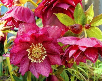 Rare! DOUBLE HELLEBORUS Orientalis Hardy Perennial Christmas Rose Heleborus, 10 Seeds