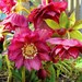 see more listings in the Perennials section