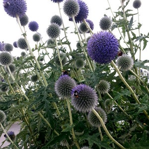 GIANT BLUE GLOW Globe Thistle Huge Enormous Flowers Blue Echinops Bannaticus, 6 Seeds Bild 2