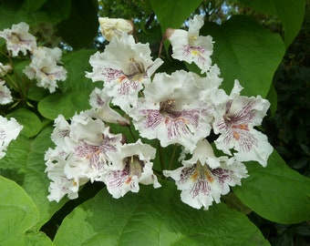 NORTHERN CATALPA Catawba Tree Shrub Large White Flowers Flowering, 8 Seeds
