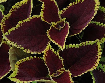 COLEUS KONG SCARLET Junior Coleus Shade Large Leaves Colorful, 5 Rare Seeds