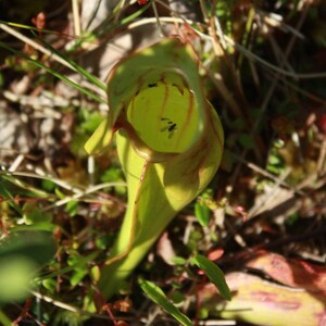 Peut inclure: Gros plan sur une plante carnivore, une plante carnivore avec une structure distinctive en forme de pichet. La plante est principalement verte avec des veines rougeâtres et un intérieur jaune. Plusieurs petits insectes sont visibles à l'intérieur du pichet.