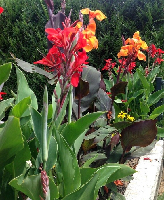 RED CANNA Indica Tropical Leaves Tall Specimen 6 Large Seeds Etsy