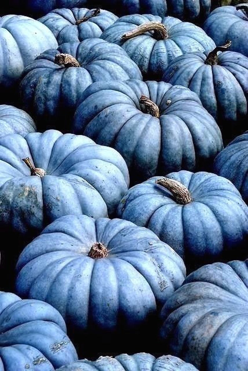 QUEENSLAND BLUE PUMPKIN Jarrahdale Cucurbita Large 10 Seeds Etsy Denmark