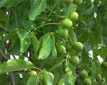 WALNUT HARDY CARPATHIAN English Juglans regia 'Carpathian, 2 seeds