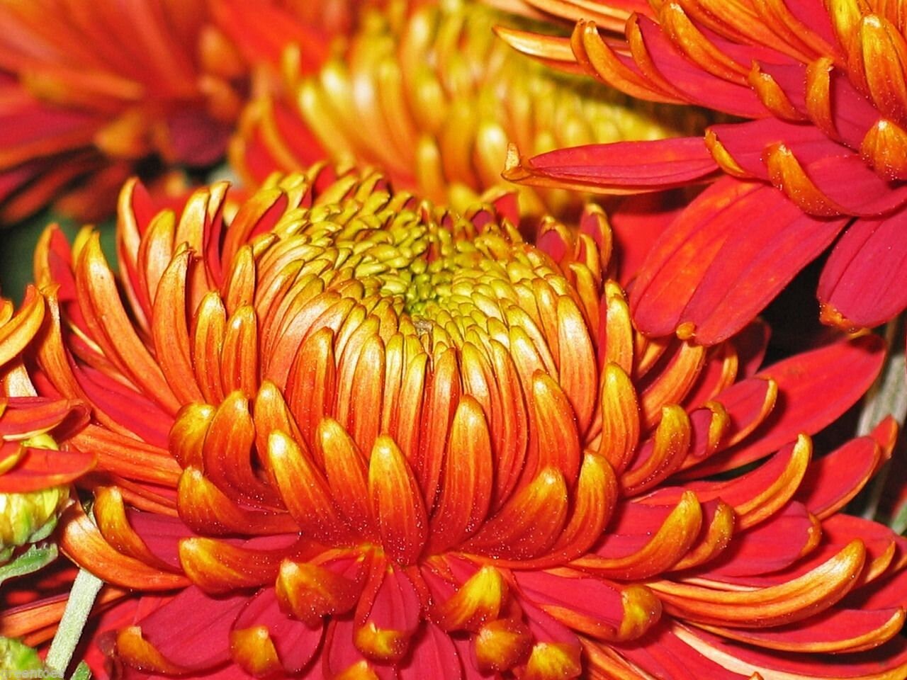 HARDY CHRYSANTHEMUM Garden Mums Indicum Mix Large Variety Etsy Canada