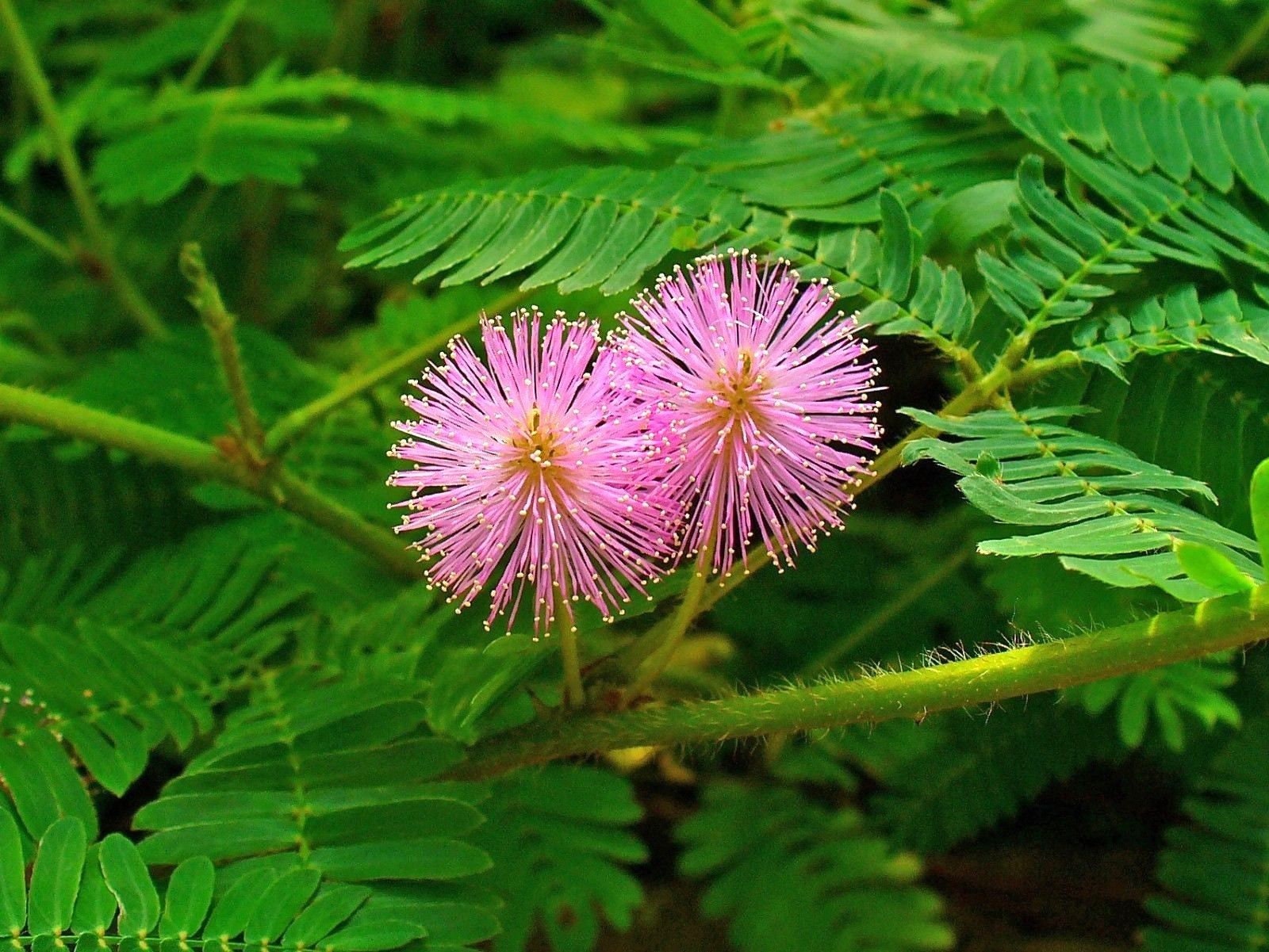 Gift & Comb S/H SENSITIVE PLANT Schrankia Uncinata Flower Seeds 100 MIMOSA Gift & Comb S/H SENSITIVE PLANT Schrankia Uncinata Flower Seeds 100 MIMOSA