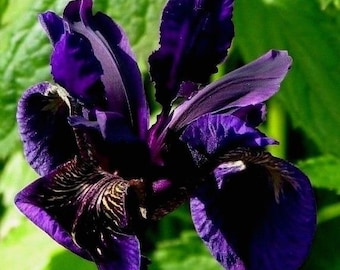 IRIS BLACK GOLD Hardy Perennial Chrysographes Velvet Dark Blue Purple  3 Rare Seeds!