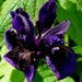 see more listings in the Perennials section