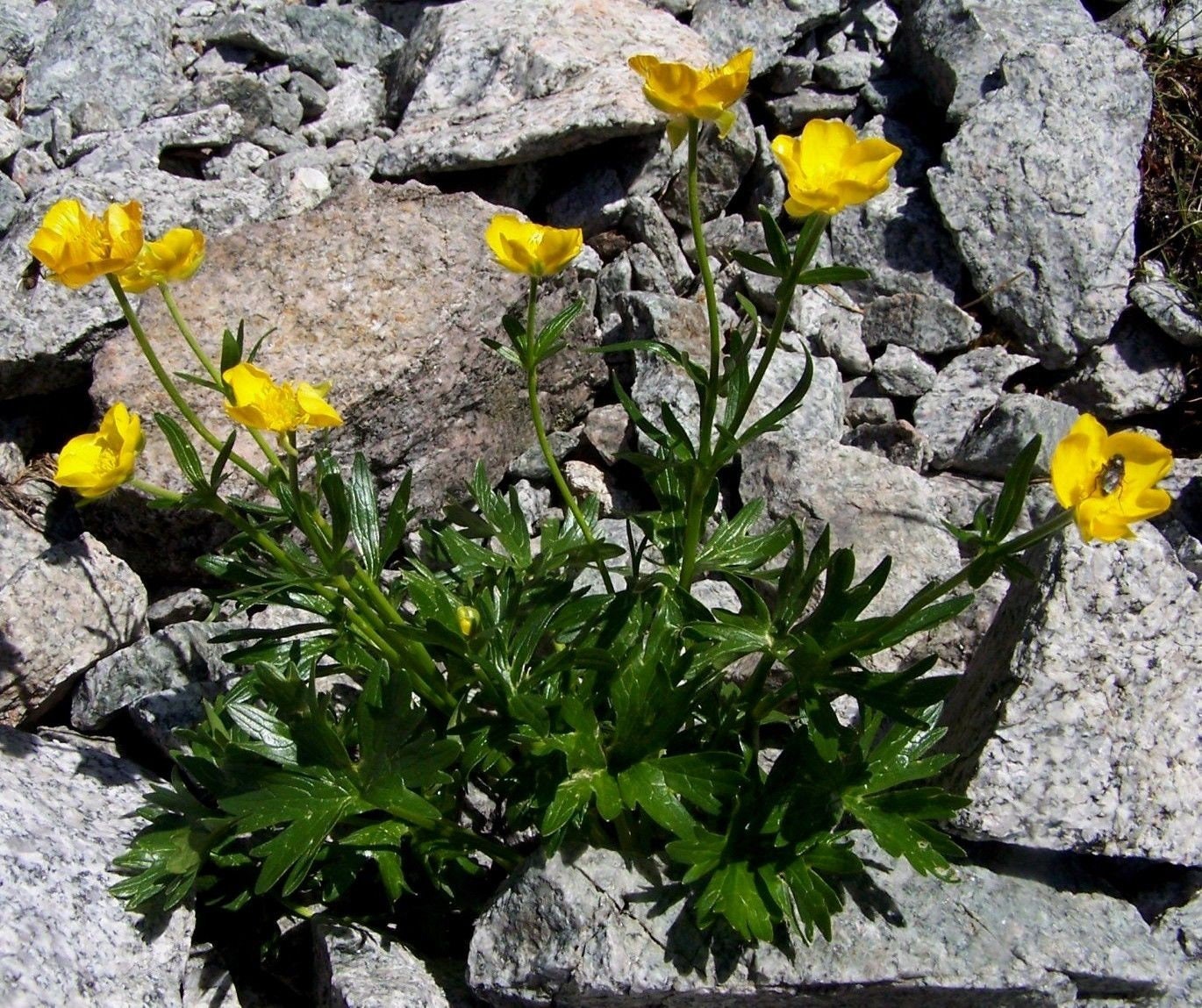 ranunculus yellow buttercup ranunculus yellow buttercup
