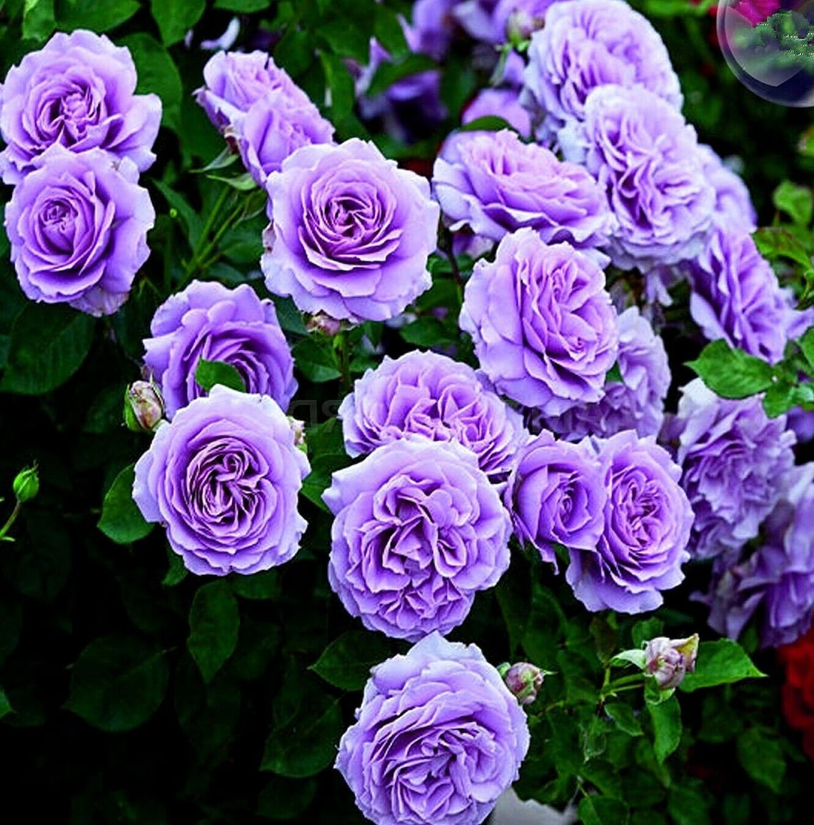 PURPLE CLIMBING ROSE Hardy Zones 39 Violet Double Flowers Etsy