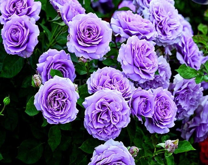 PURPLE CLIMBING ROSE Hardy Zones 39 Violet Double Flowers Shrub, 3