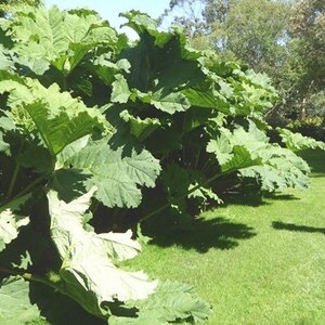 GUNNERA MANICATA Generous Massive Huge Gigantic Hardy Rhubarb Exotic, 15 Seeds image 7