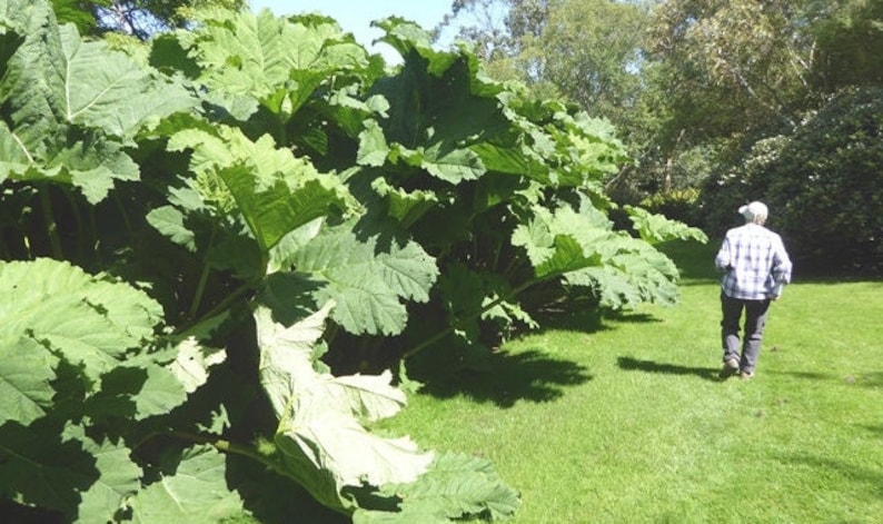 GUNNERA MANICATA Generous Massive Huge Gigantic Hardy Rhubarb Exotic, 15 Seeds image 7