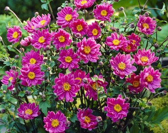 Double Pink ANEMONE PAMINA Japanese Perennial 5 Seeds