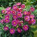 see more listings in the Perennials section