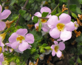 BACOPA PINK PINKTOPIA Sutera cordata, 5 Seeds