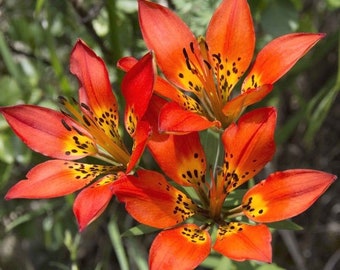 PRAIRIE WOOD LILY Lilium Philadelphicum Wildflower Native Perennial 5 Rare Seeds!