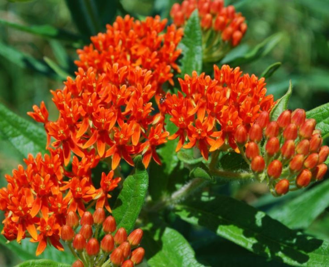 MILKWEED Orange Asclepias Tuberosa Butterfly Weed Monarch Etsy