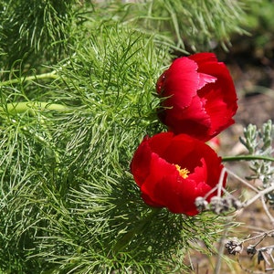 FERN-LEAF PEONY Huge Flowers Paeonia Tenuifolia Hardy Shrub Seeds image 2