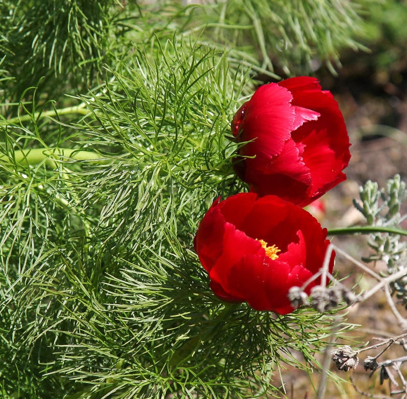 FERN-LEAF PEONY Huge Flowers Paeonia Tenuifolia Hardy Shrub Seeds image 2