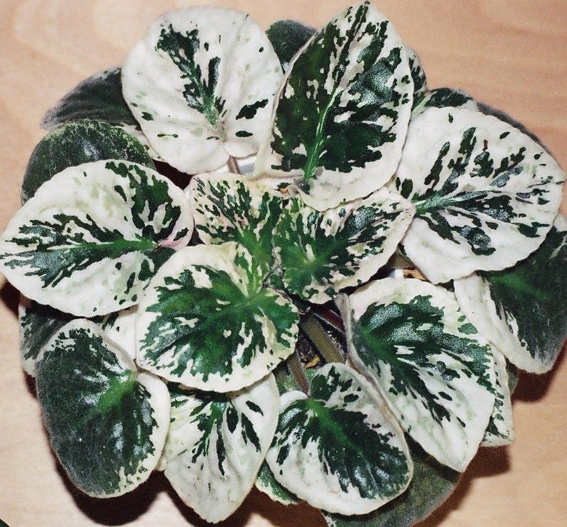 VARIEGATED AFRICAN VIOLET Saintpaulia Popular House Plant Easy 10 Seeds image 3