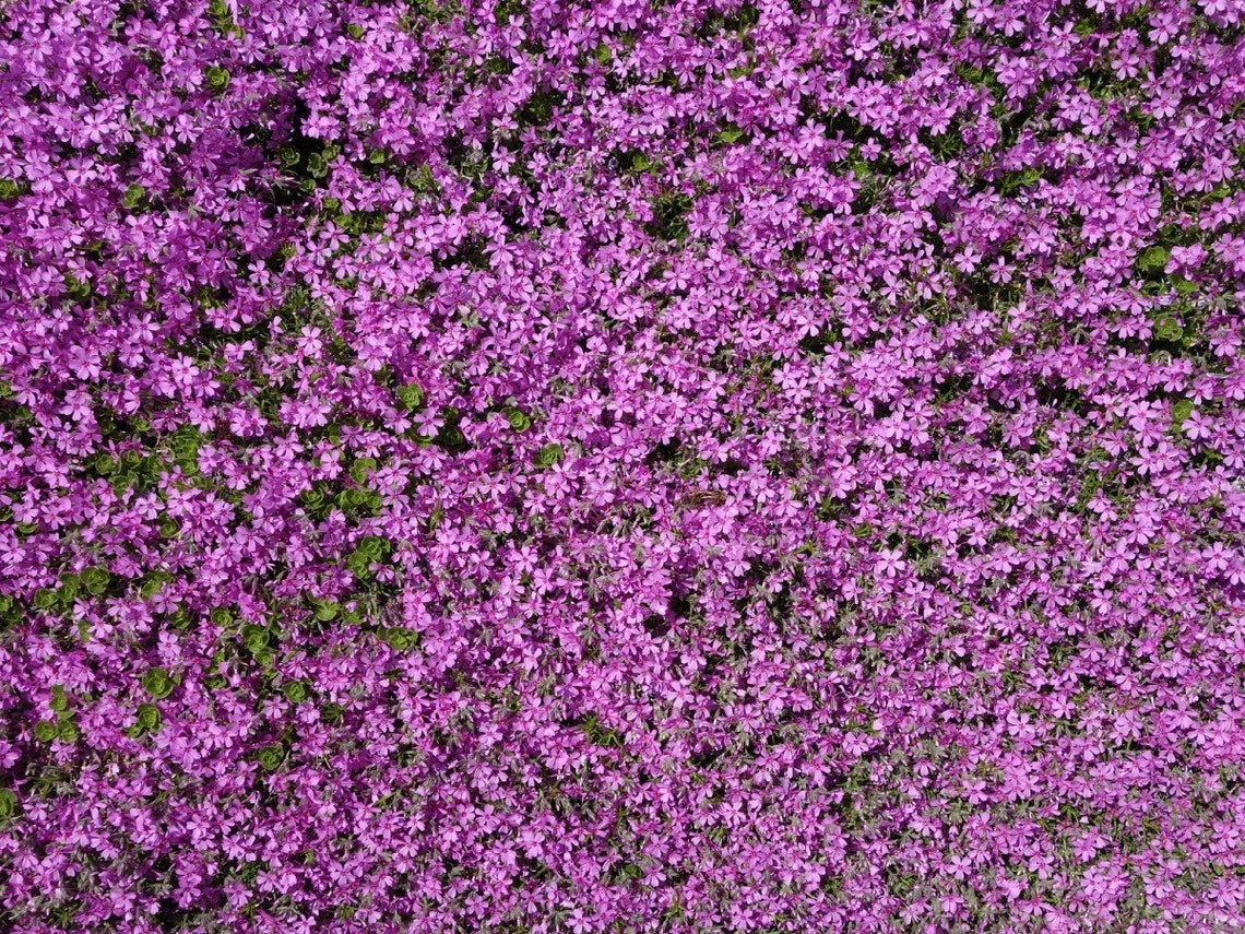 CREEPING THYME Thymus Serpyllum Purple Pink Groundcover Ground Etsy