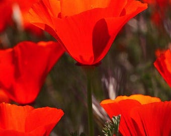 May include: A field of bright orange California poppies. The flowers have delicate, cup-shaped petals and stand tall on slender green stems. The background is blurred, highlighting the bright blooms. The flowers are a vivid orange.