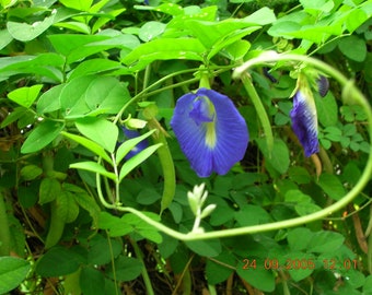 BLUE BUTTERFLY PEA Pigeonwings Clitoria ternatea, 10 Rare Seeds