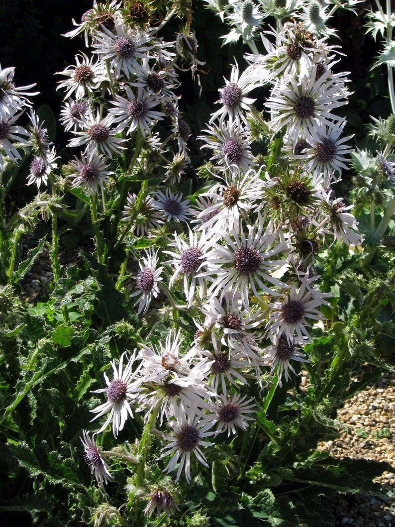 BERKHEYA PURPUREA Zulu Warrior Unique Rare Purple Hardy Perennial 5 Seeds image 2