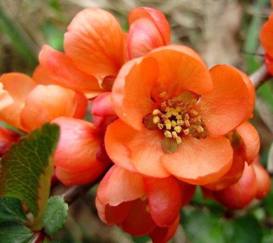 JAPANESE QUINCE Chaemoneles Japonica Pretty Flowering Shrub Etsy