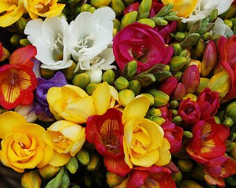 FREESIA SCENTED MIX Very Fragrant! 5 Large Rare Seeds