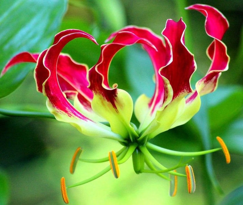 Hardy RED GLORY LILY Gloriosa Rothschildiana Climbing Vine Etsy