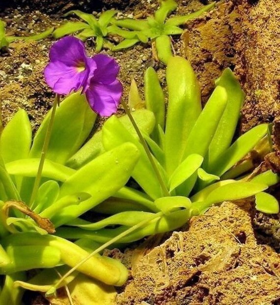 BUTTERWORT PINGUICULA Moctezumae Carnivorous 5 Seeds Etsy Canada