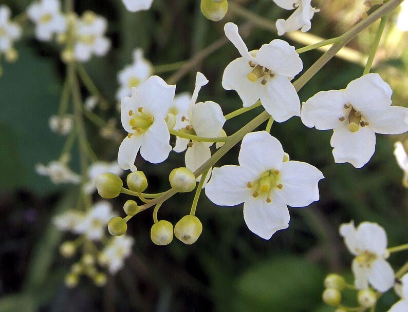 Huge CRAMBE CORDIFOLIA Rare AMAZING Large White Hardy Perennial 10 Large Seeds image 2