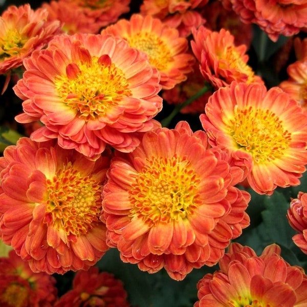 HARDY CHRYSANTHEMUM Garden Mums Indicum Mix Large Variety Perennial 20 Seeds