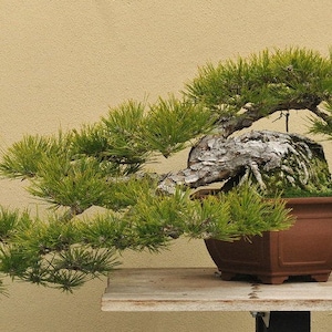MUGO PINE Pinus Maghus Evergreen Dwarf Tree Coniferous Bonsai, 20 Seeds image 2