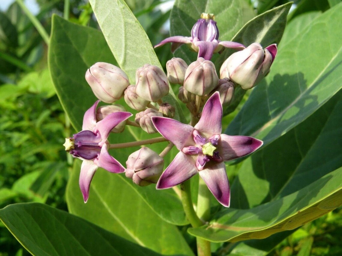 GIANT MILKWEED CALOTROPIS Crown Flower Rare Unique Hardy Etsy