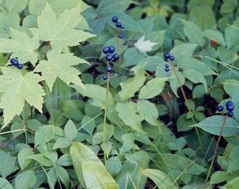 BLUEBIRD Clintonia borealis Perennial, 25 Seeds