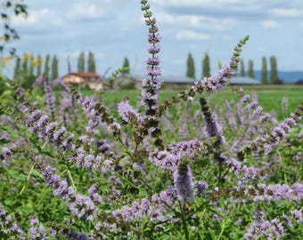 SPEARMINT Mentha spicata Perennial 100 Seeds