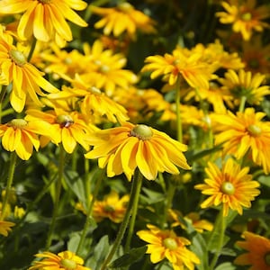 RUDBECKIA 'PRAIRIE SUN' Rudbeckia hirta, 20 seeds