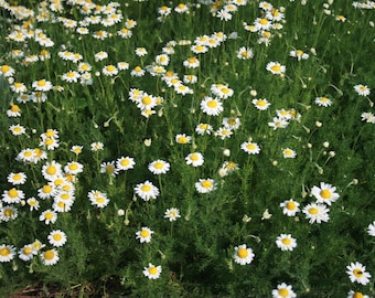 ROMAN CHAMOMILE Chamaemelum nobile Perennial 100 Seeds