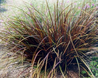 RED HOOK SEDGE Uncinia Egmontiana Hardy Perennial Grass Clumping, 10 Rare Seeds