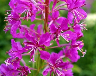 FIREWEED Epilobium Augustifolium Chamaenerion Perennial Fire Weed Pink, 40 Seeds