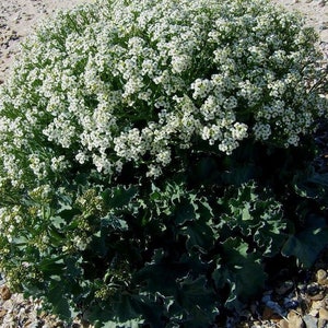 SEA KALE Crambe Maritima Unique Unusual Hardy Perennial 3 Large Seeds image 5